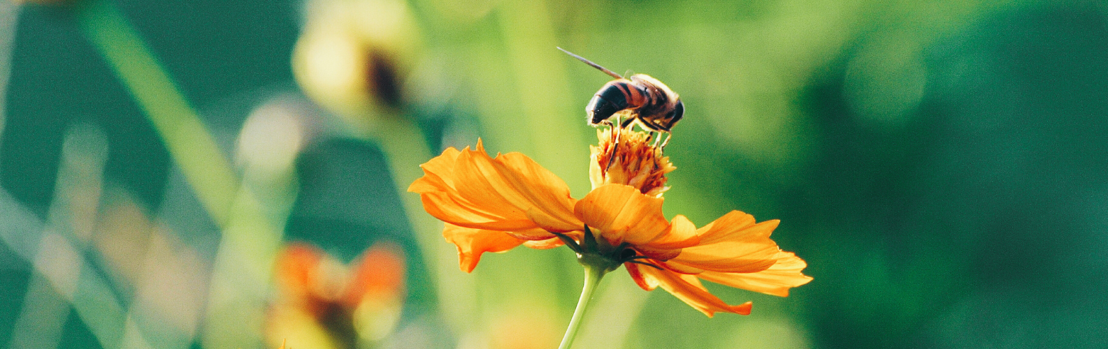 Online-Raum Autismus Iris Steyrer