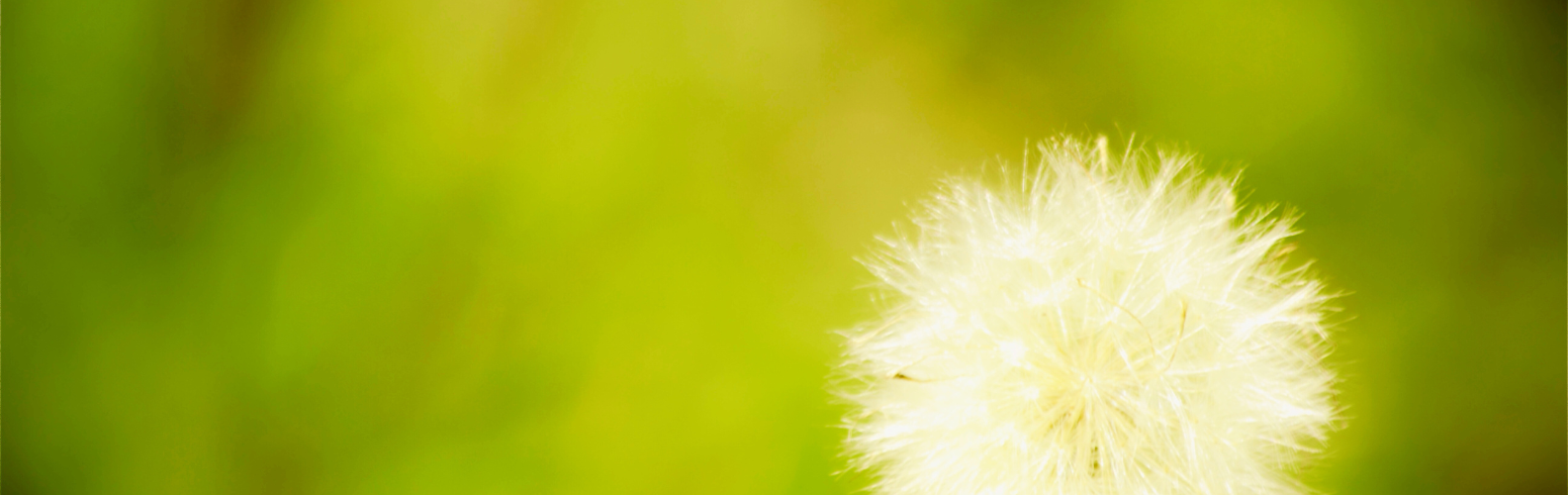 Online-Raum Hochsensibilität Iris Steyrer